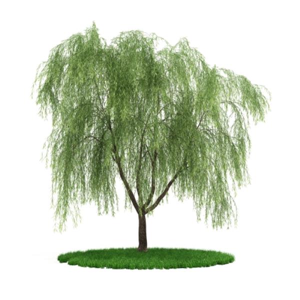 مدل سه بعدی درخت